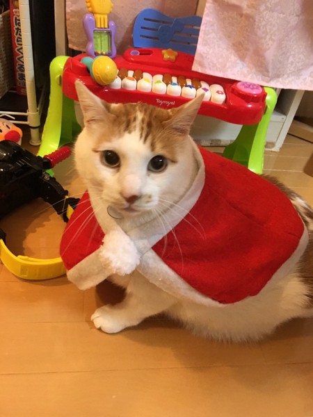 猫 ミックス クッキーの写真