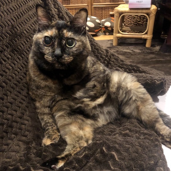 猫 サビ猫 ポンちゃんの写真