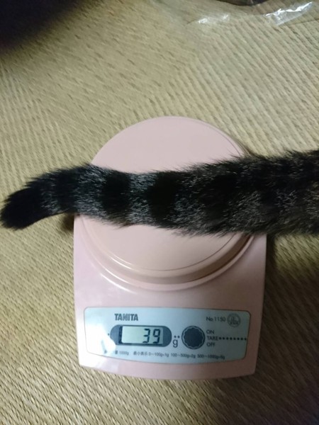 猫 雑種（ミックス） ころんの写真