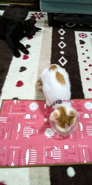 猫 雑種（ミックス） チョコとタマの写真