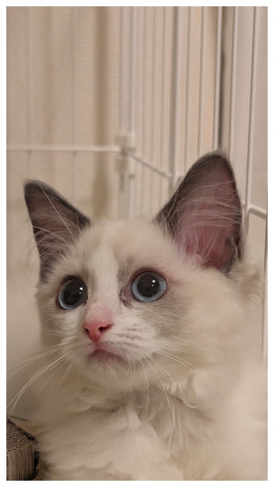 猫 ラグドール ステラの写真