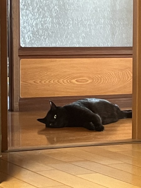 猫 黒猫 アルの写真