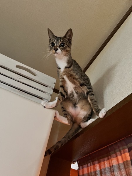 猫 キジトラ 桃の写真