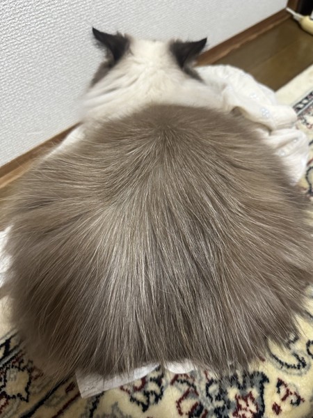 猫 トイガー ミリーの写真