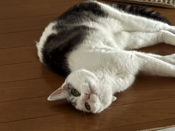 猫 サバシロ もーしゃんの写真
