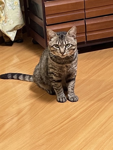 猫 雑種（ミックス） 松尾龍の写真
