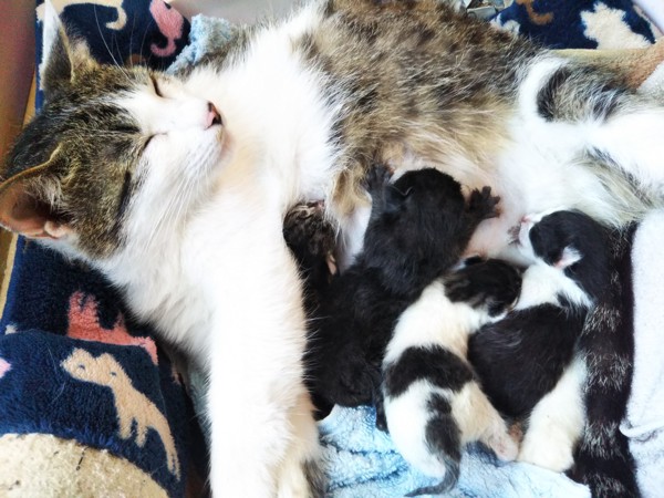 猫 雑種（ミックス） ふにょと子供達の写真