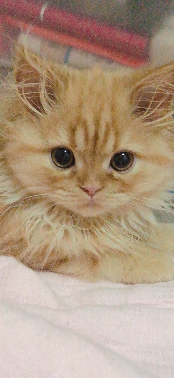 猫 エキゾチックロングヘア しふぉん君の写真