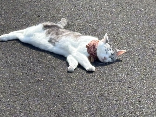 猫 サバシロ もーしゃんの写真