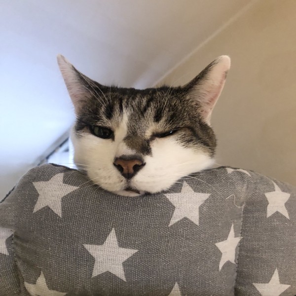 猫 雑種（ミックス） ラブの写真