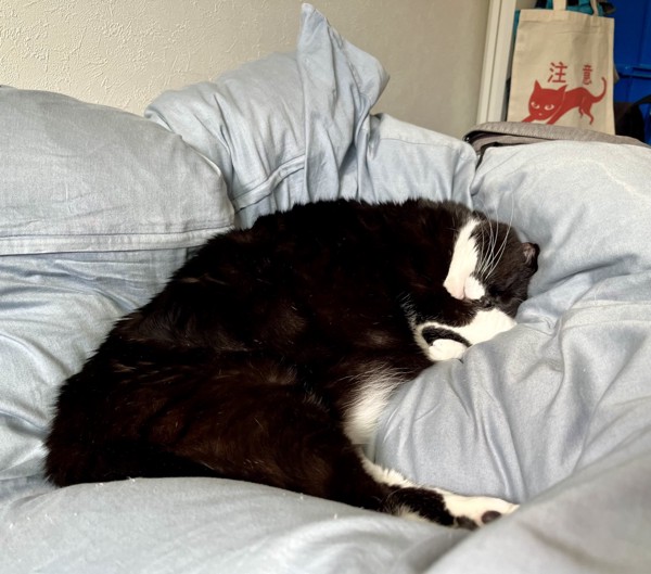 猫 黒ブチ さぬきの写真