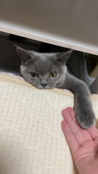 猫 ブリティッシュショートヘア あんこちゃんの写真