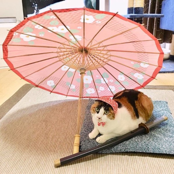 猫 三毛猫 ルビーの写真