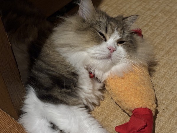 猫 ペルシャ さくらの写真