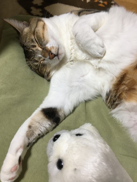 猫 キジシロ ミミちゃんの写真