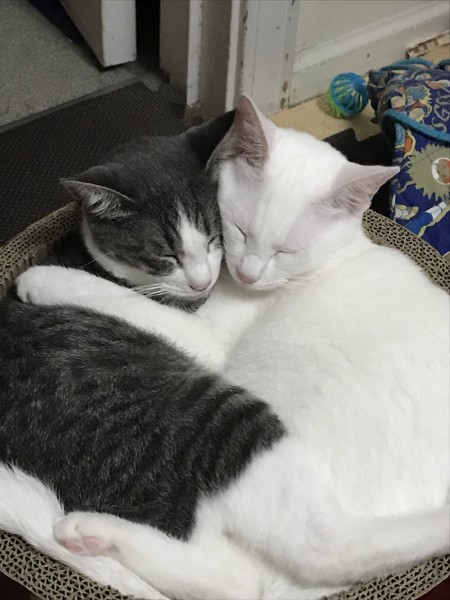 猫 雑種（ミックス） ラン&リンの写真