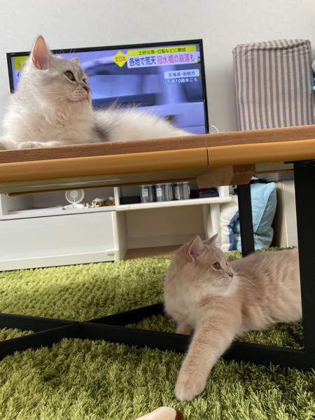 猫 セルカークレックス ノア&メルルの写真