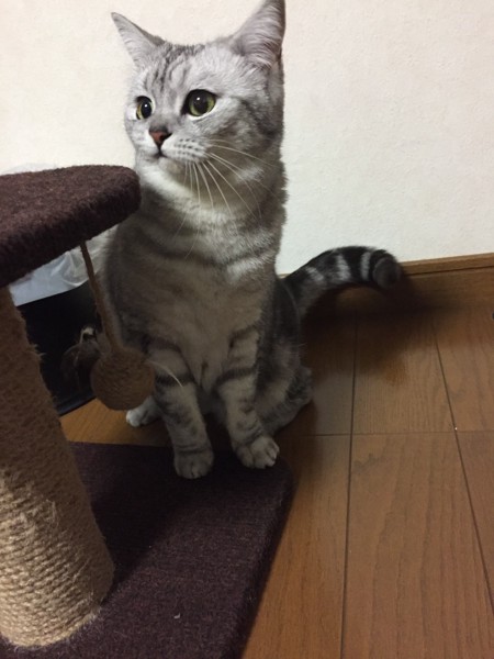 猫 mix ネコッヴィの写真