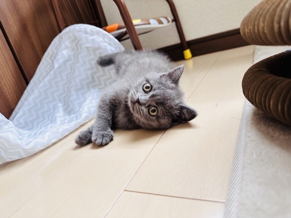 猫 ブリティッシュショートヘア ららちゃんの写真