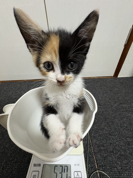 猫 三毛猫 こはるの写真