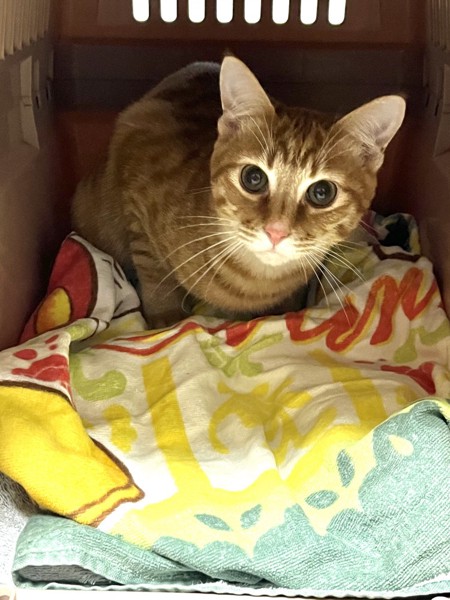 猫 茶トラ ルノの写真