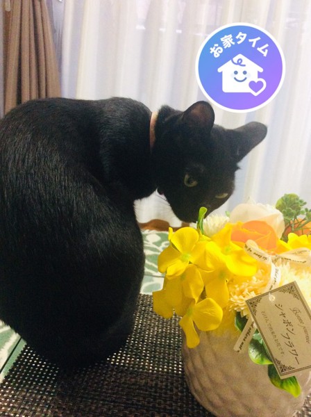 猫 雑種 くうちゃん の写真