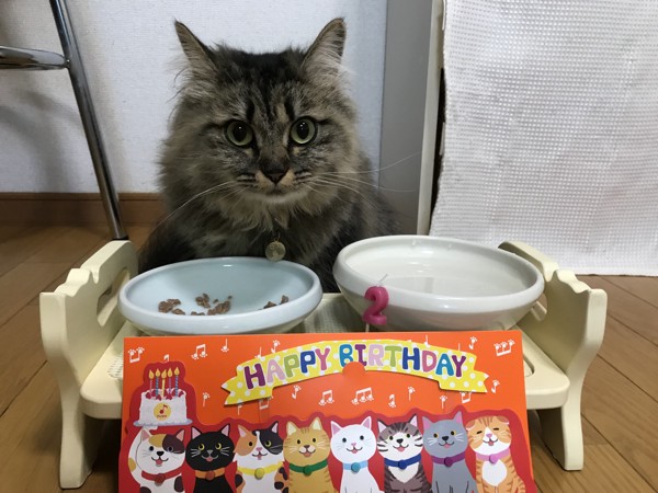 猫 チンチラペルシャ さら&レオの写真