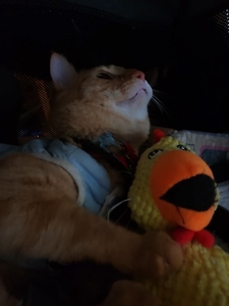 猫 茶トラ りんの写真