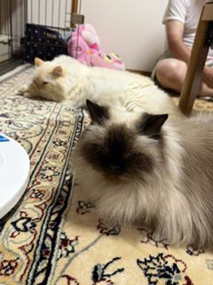 猫 ヒマラヤン ミリー&ロッキーの写真
