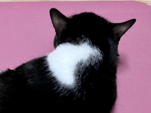 猫 黒ブチ さぬきの写真