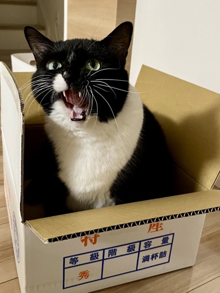 猫 黒ブチ さぬきの写真