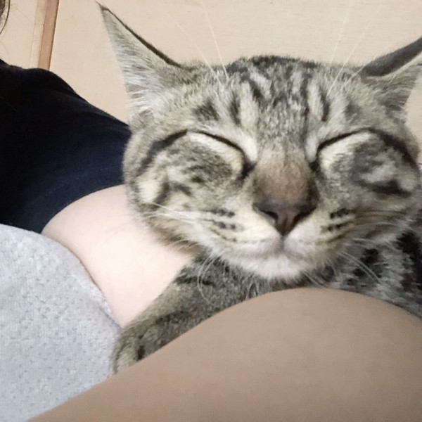 猫 キジトラ さすけの写真