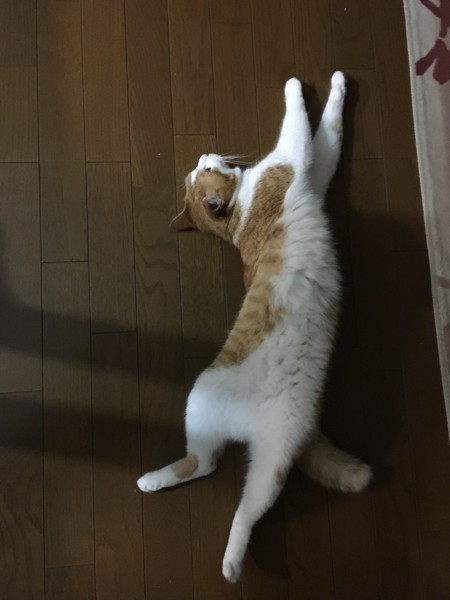 猫 雑種（ミックス） ちくわの写真