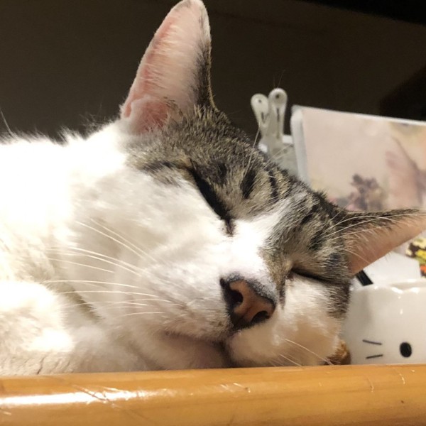 猫 雑種（ミックス） ラブの写真