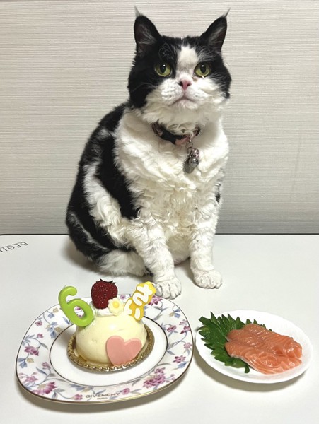 猫 セルカークレックス ランの写真