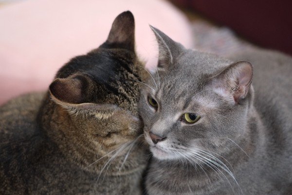 猫 雑種（ミックス） なつ＆ゆずの写真