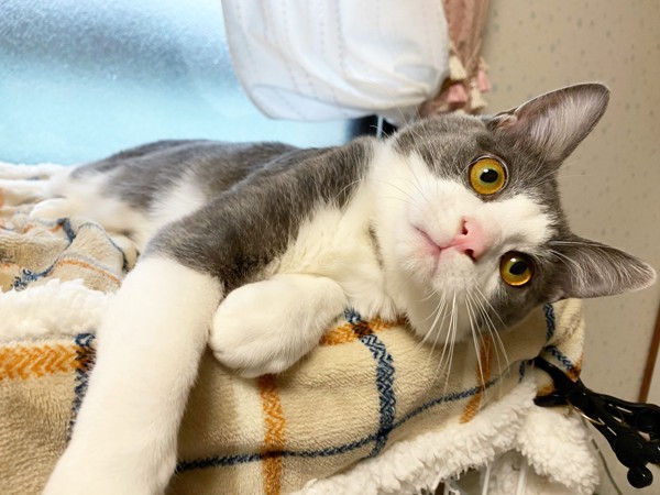 猫 雑種 かんぱちの写真