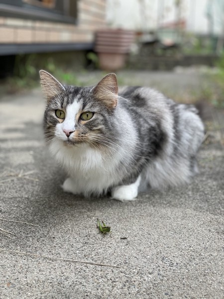 猫 ノルウェージャンフォレストキャット プルの写真