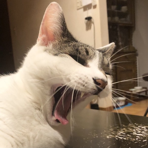 猫 雑種（ミックス） ラブの写真