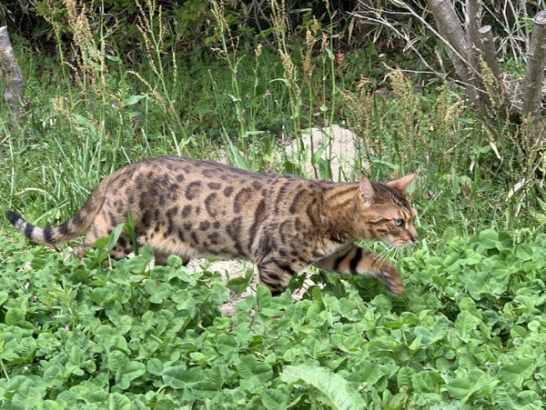 猫 ベンガル フィガロの写真