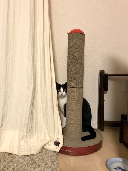 隠れる猫