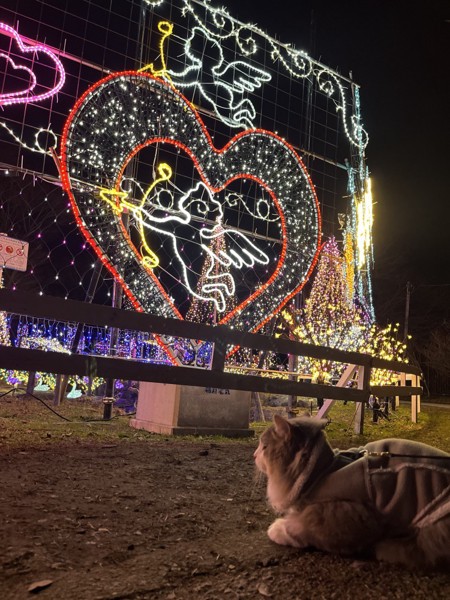 猫 雑種（ミックス） ルークの写真