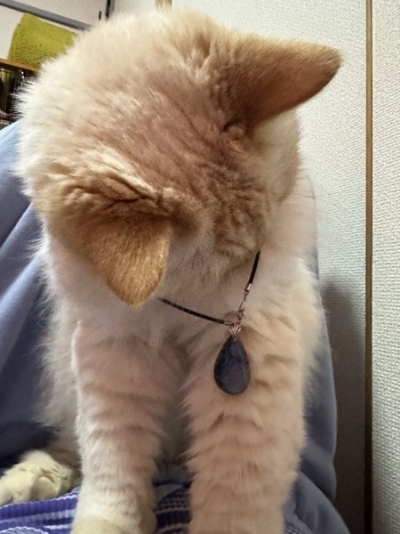 猫 ヒマラヤン ロッキーの写真