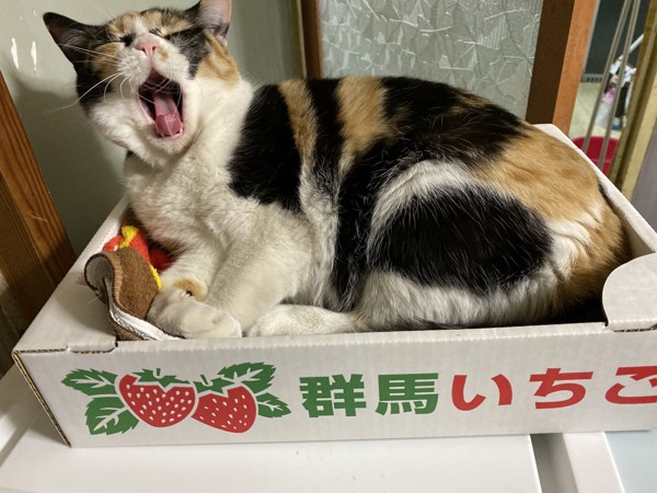 猫 三毛猫 おっぴーの写真