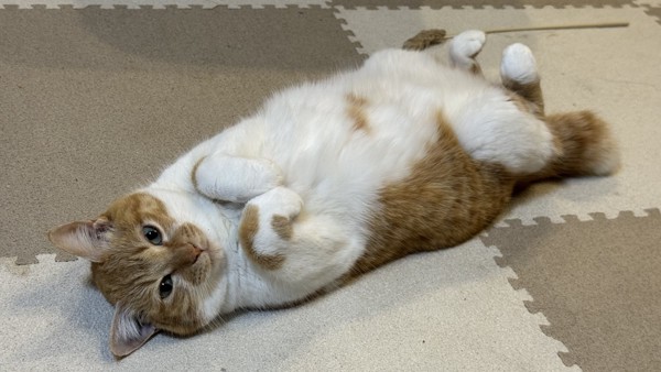 猫 茶白トラ エリザベスの写真