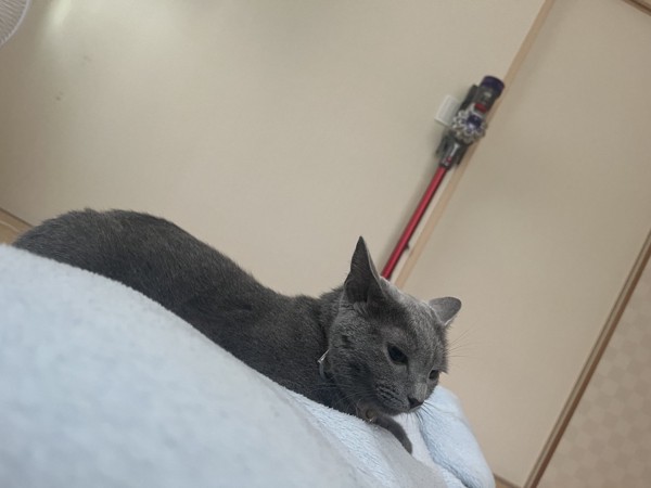 猫 ロシアンブルー みーちゃんの写真
