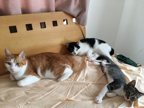 猫 雑種 うずら ちくわ くるみの写真