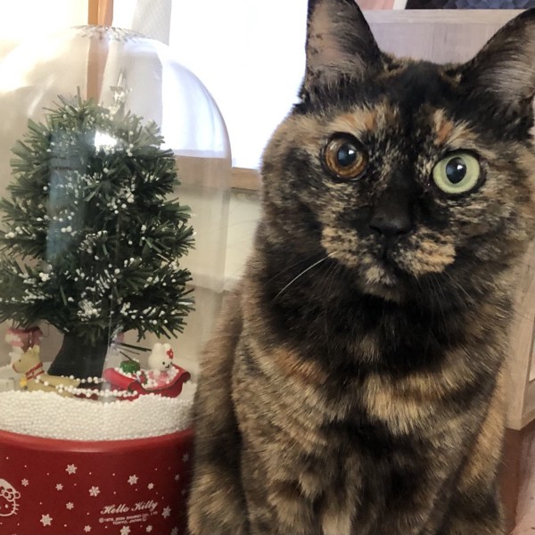 猫 サビ猫 ポンちゃんの写真