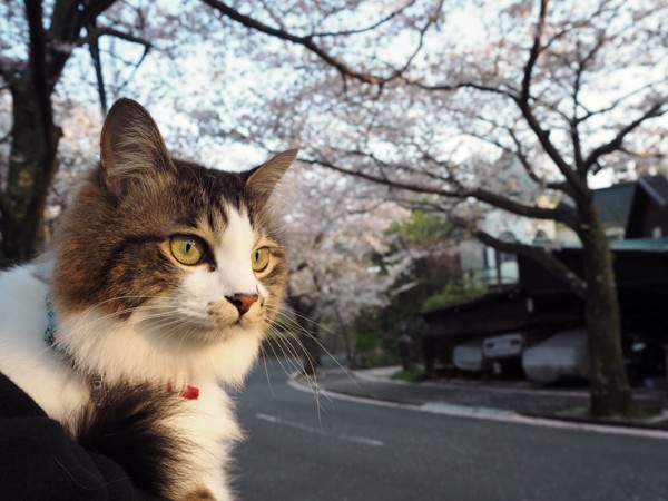 猫 雑種（ミックス） ちぃたろうの写真