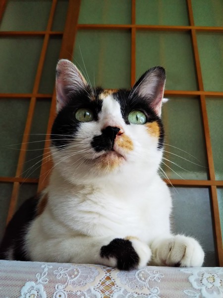 猫 三毛猫 なあの写真